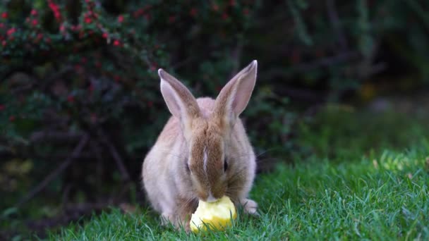 Yeşil Çimenlerin Üzerinde Taze Elma Yiyen Genç Sevimli Tavşan Yaklaş — Stok video