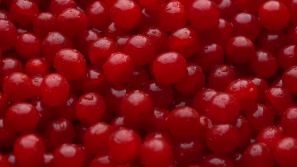 Συγκομιδή Κόκκινο Viburnum Guelder Αυξήθηκε Από Κοντά Πάνω Άποψη Όμορφη — Αρχείο Βίντεο
