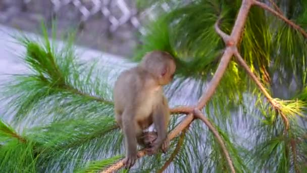 Giovani Scimmie Selvatiche Albero Conifere Nella Foresta Pluviale Vicino Alla — Video Stock