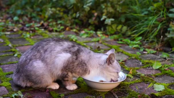 Голодний Сірий Кіт Їсть Їжу Тарілки Дворі Крупним Планом — стокове відео