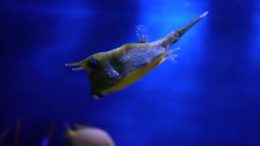 Tropikal balık, Laktoria Cornuta. Sarı tropik balıklar su altında yüzüyor, deniz dünyasının sakinleri.