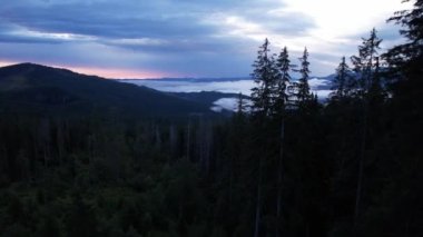 Silhouette of a Christmas tree and morning sky at sunrise against the background of the Carpathian mountains in the summer. Ukraine, Europe