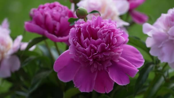 Prachtig Boeket Bloemen Roze Pioenrozen Tuin Oekraïne Kleurrijke Pioenrozen Zwaaien — Stockvideo