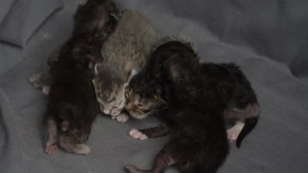 Pequeños Gatitos Recién Nacidos Con Los Ojos Cerrados Están Esperando — Vídeo de stock