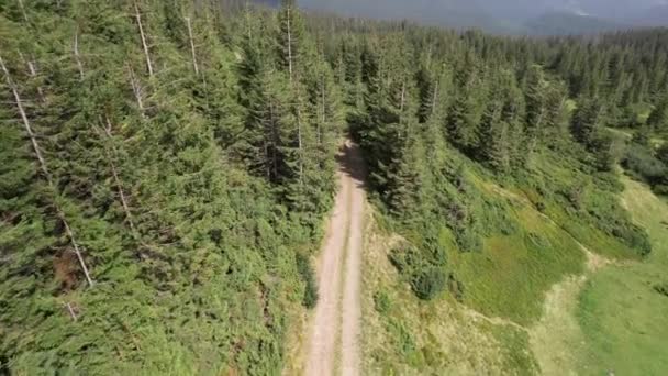 Floresta Verde Com Abetos Estrada Nas Montanhas Dia Ensolarado Verão — Vídeo de Stock