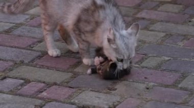 Anne kedi, yeni doğmuş kedi yavrusuyla dışarıda koşuyor. Anne kedi yavrusunu tenha bir yerde taşıyor. Evcil hayvanı kapatın.