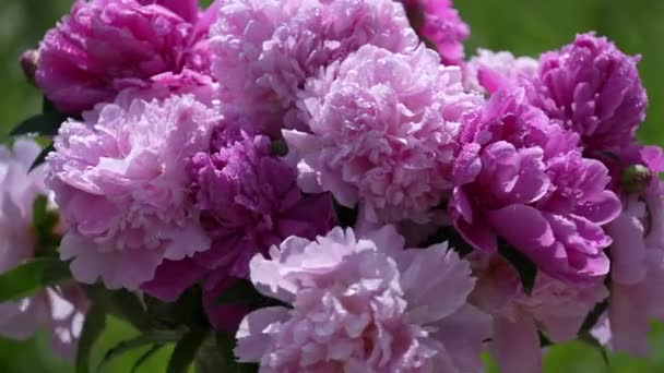 Güzel Bir Buket Çiçek Bahçedeki Pembe Şakayıklar Dönüyor Kapanıyor Rüzgarda — Stok video