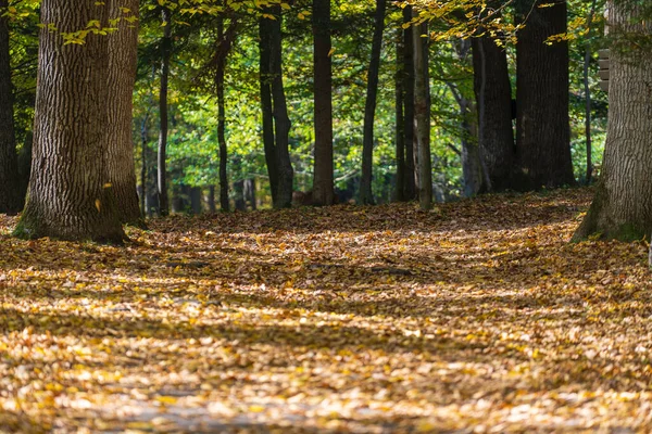 Herbstliches Laub Von Waldwegen Fällt Der Landschaft Auf Herbstlichem Hintergrund — Stockfoto