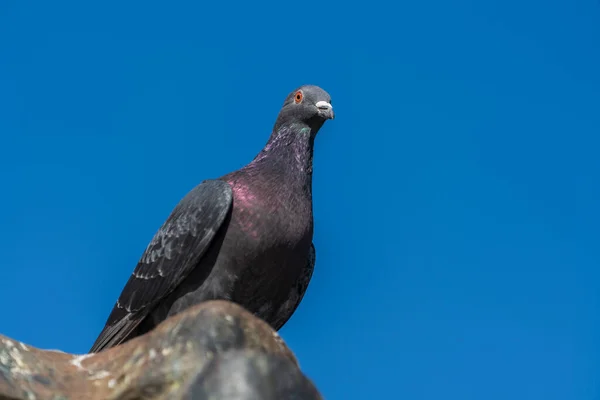 One Pigeon Sitting Rooftop Blue Sky Background Close — Stock Photo, Image