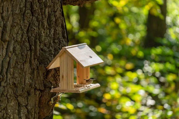 Sparrow Neergestreken Een Vogel Feeder Het Bos Een Zonnige Herfstochtend — Stockfoto