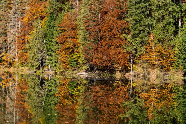 Vackert Lugnt Synevyr Sjö Höstlandskap Med Röda Gula Bruna Träd — Stockfoto