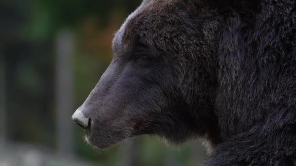 秋天的一天 大棕熊面对着喀尔巴阡山脉 走近了 乌克兰 棕熊在森林里的一块空地上休息 — 图库视频影像