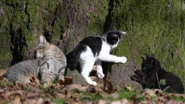 Pisica Drăguță Pisoii Odihnesc Într Însorită Toamnă Grădină Animale Companie — Videoclip de stoc