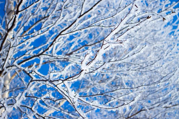 Tree in frost — Stock Photo, Image