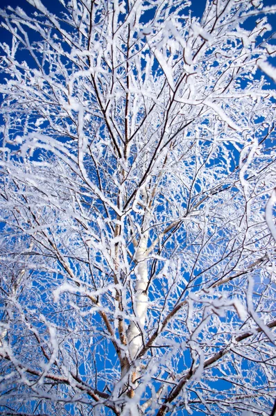 Arbre dans le gel — Photo