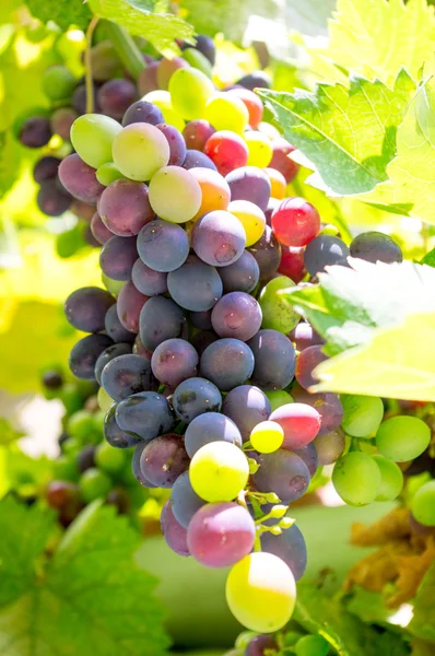 Young grapes — Stock Photo, Image