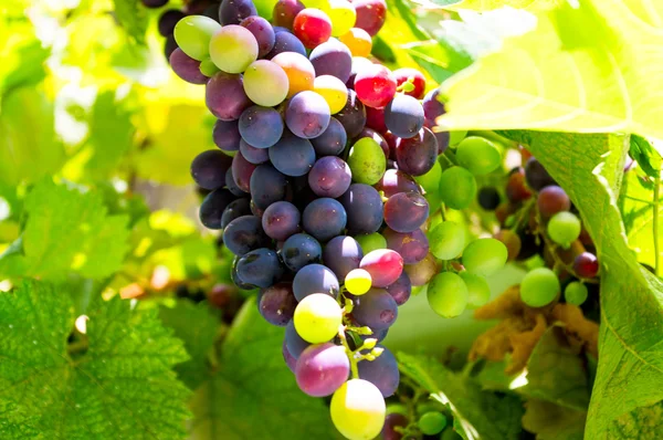 Young grapes — Stock Photo, Image