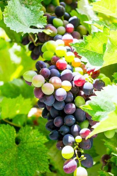 Молодий винограду — стокове фото