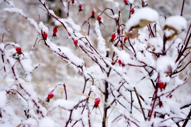 Karda Rosehip