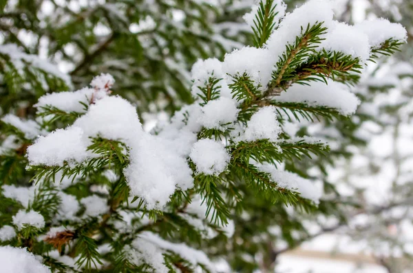 Kerstboom — Stockfoto