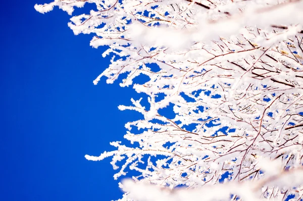 Branches dans la neige — Photo