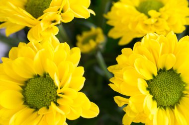 Güzel bahar çiçekleri