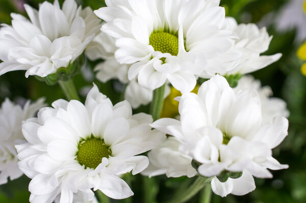 Beautiful spring flowers