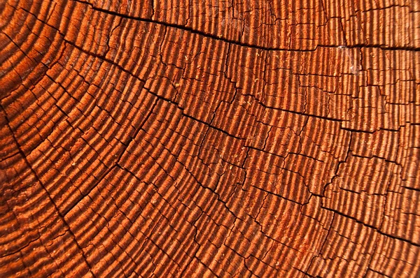 Hout close-up — Stockfoto