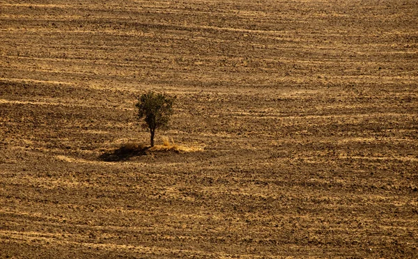 Jedno drzewo i pola — Zdjęcie stockowe