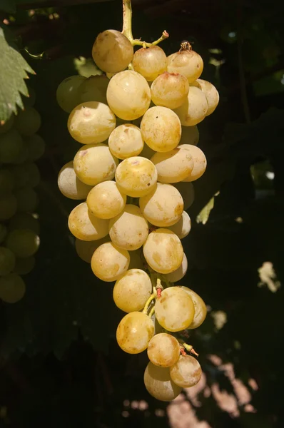 Las uvas en el sol brillan — Foto de Stock