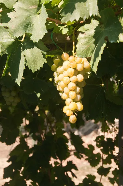 Uvas al sol —  Fotos de Stock