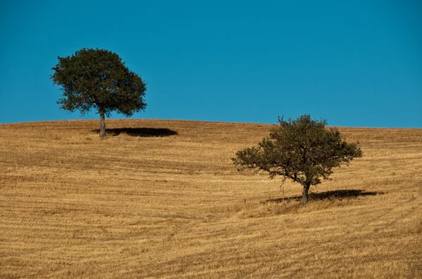 Due alberi con cielo blu — Foto Stock