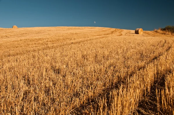 Farmland — Stock Photo, Image