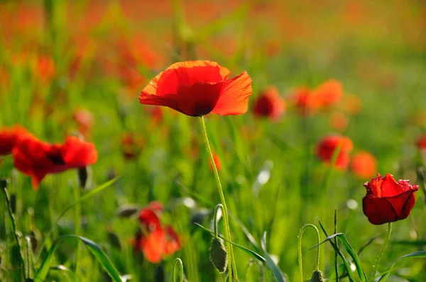 Un seul coquelicot — Photo