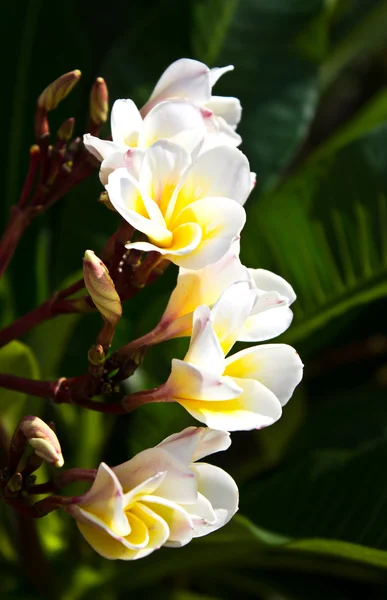 Flores de Frangipani — Fotografia de Stock