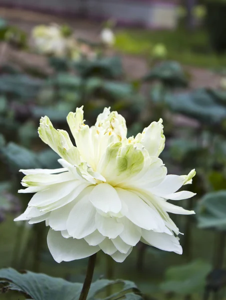 White water-lily or white lotus — Stock Photo, Image