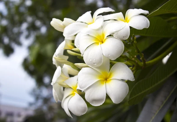 Oddział tropikalnych kwiatów frangipani — Zdjęcie stockowe