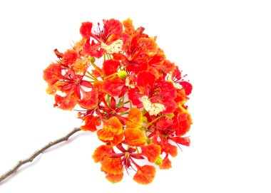 Closeup Pride of Barbados, Isolated  clipart