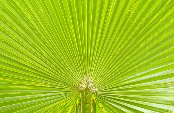 Texture of Green palm Leaf — Stock Photo, Image