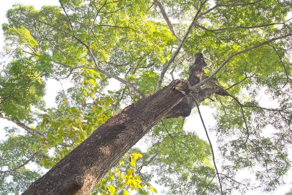 Bajo un gran árbol verde — Foto de Stock