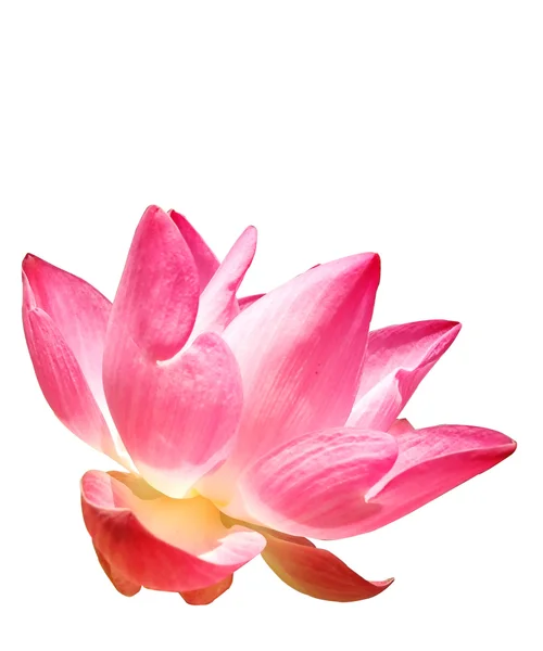 Isolation durch rosa Lotus — Stockfoto