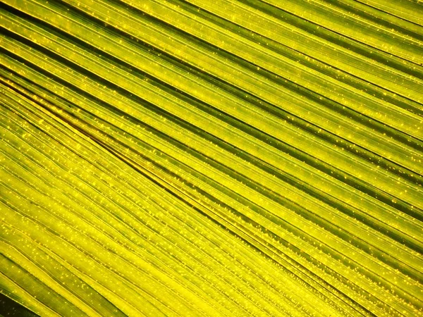 Bladeren textuur — Stockfoto