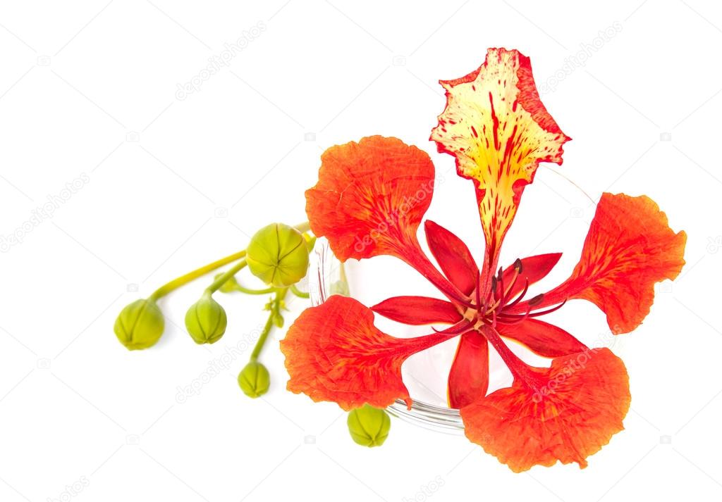 Closeup Pride of Barbados, Isolated on white