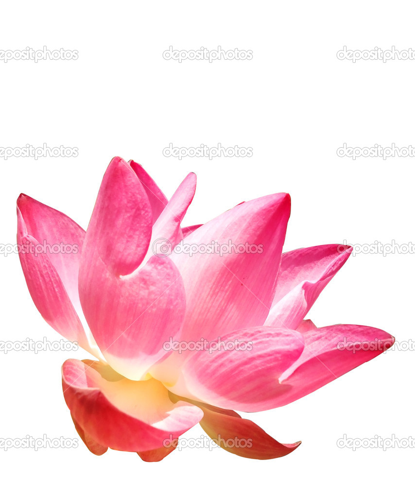 Pink Lotus Isolation