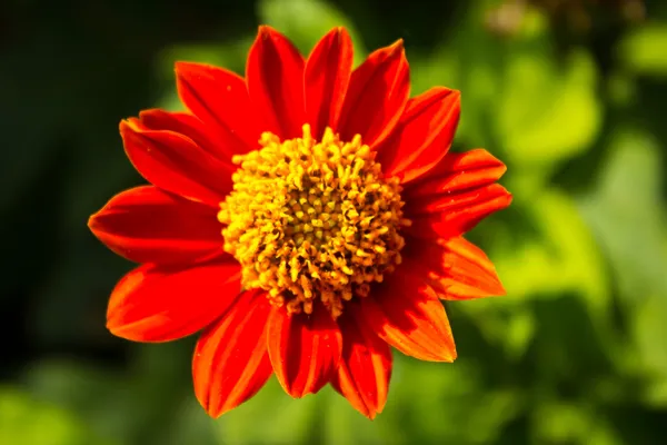 Krásný zinnia elegans — Stock fotografie