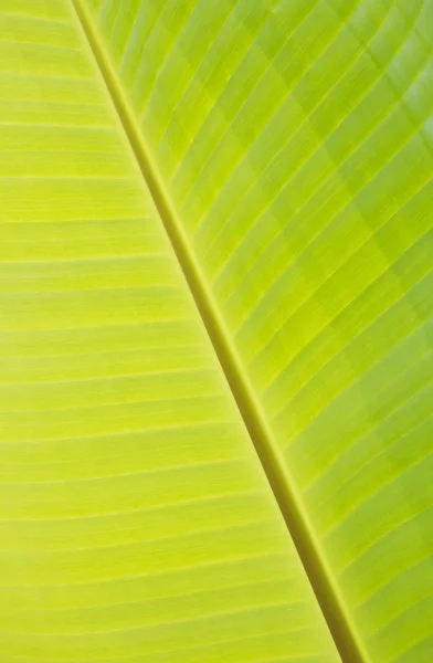 Bananenbladeren — Stockfoto