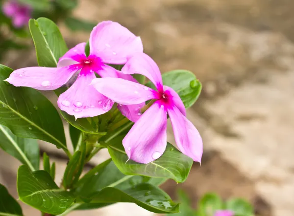 Růžový roseus květiny v zahradě. — Stock fotografie