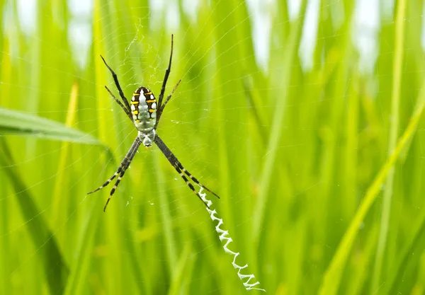 Ragno giallo-nero nella sua ragnatela — Foto Stock