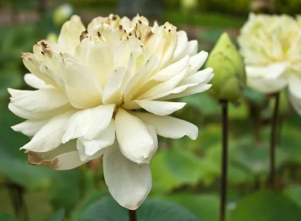 White water-lily or white lotus — Stock Photo, Image