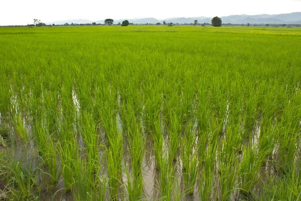 Pirinç çeltik alan — Stok fotoğraf